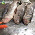 2019 New Stock IWP seafood fish frozen grey mullet wholesale 6/8 pcs